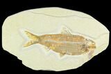 Detailed Fossil Fish (Knightia) - Wyoming #126527-1